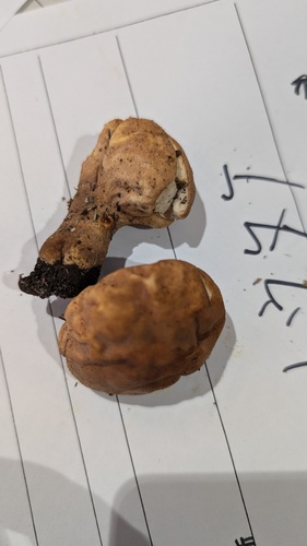 Calvatia craniiformis