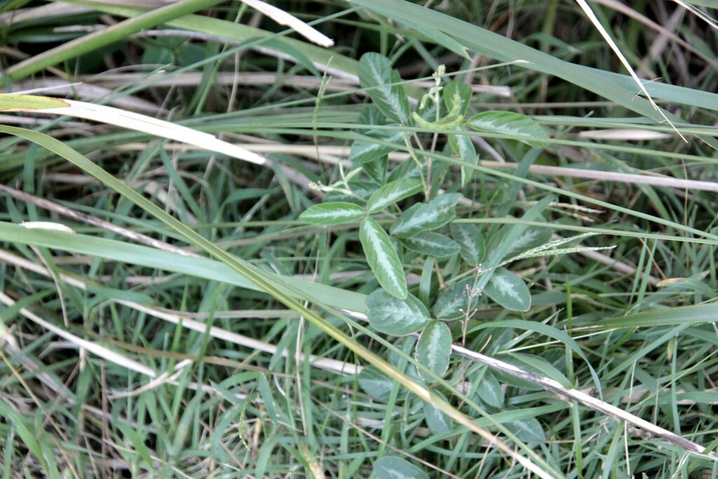 creeping beggarweed from Boreen Point QLD 4565, Australia on April 24 ...