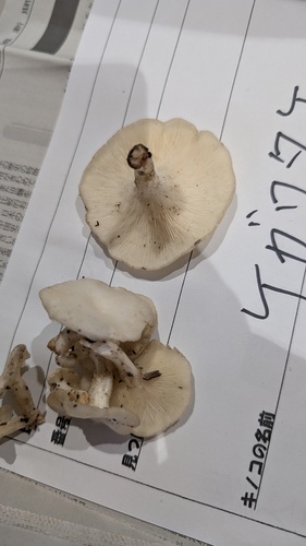 Lentinus squarrosulus