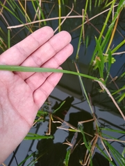Sagittaria demersa
