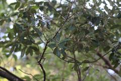 Pittosporum huttonianum