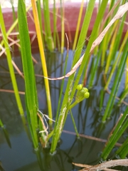 Sagittaria demersa