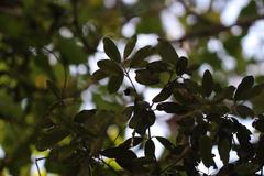 Pittosporum huttonianum