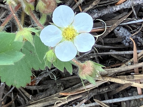 Image of Fragaria cascadensis by (c) Aaron Liston, some rights reserved (CC BY)