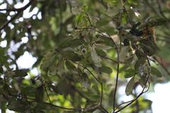 Pittosporum huttonianum