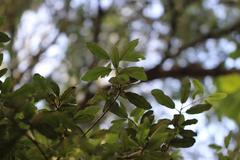 Pittosporum huttonianum