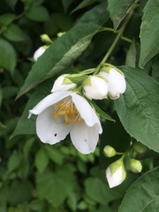 Philadelphus coronarius