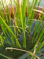 Sagittaria demersa