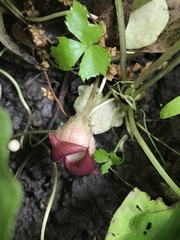 Asarum canadense reflexum