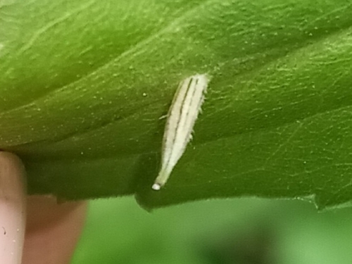 Rhopalomyia clarkei photo 5