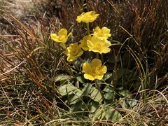 Ranunculus muelleri