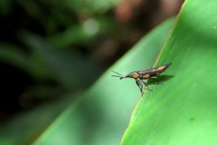 Rhinotia plagiata