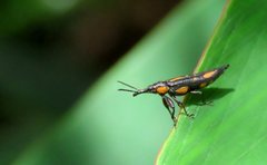 Rhinotia plagiata