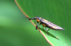 Rhinotia plagiata