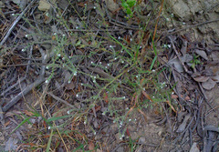 Cryptantha microstachys