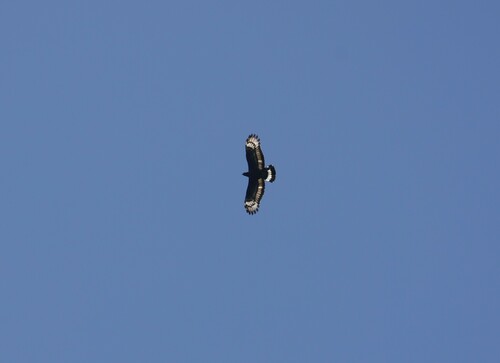 Mountain Serpent Eagle (Spilornis kinabaluensis), photo 7