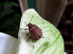 Platycoris bipunctatus