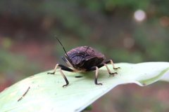 Platycoris bipunctatus