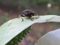Platycoris bipunctatus