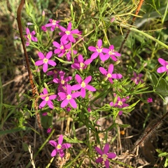Centaurium pulchellum