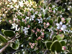 Nematolepis ovatifolia