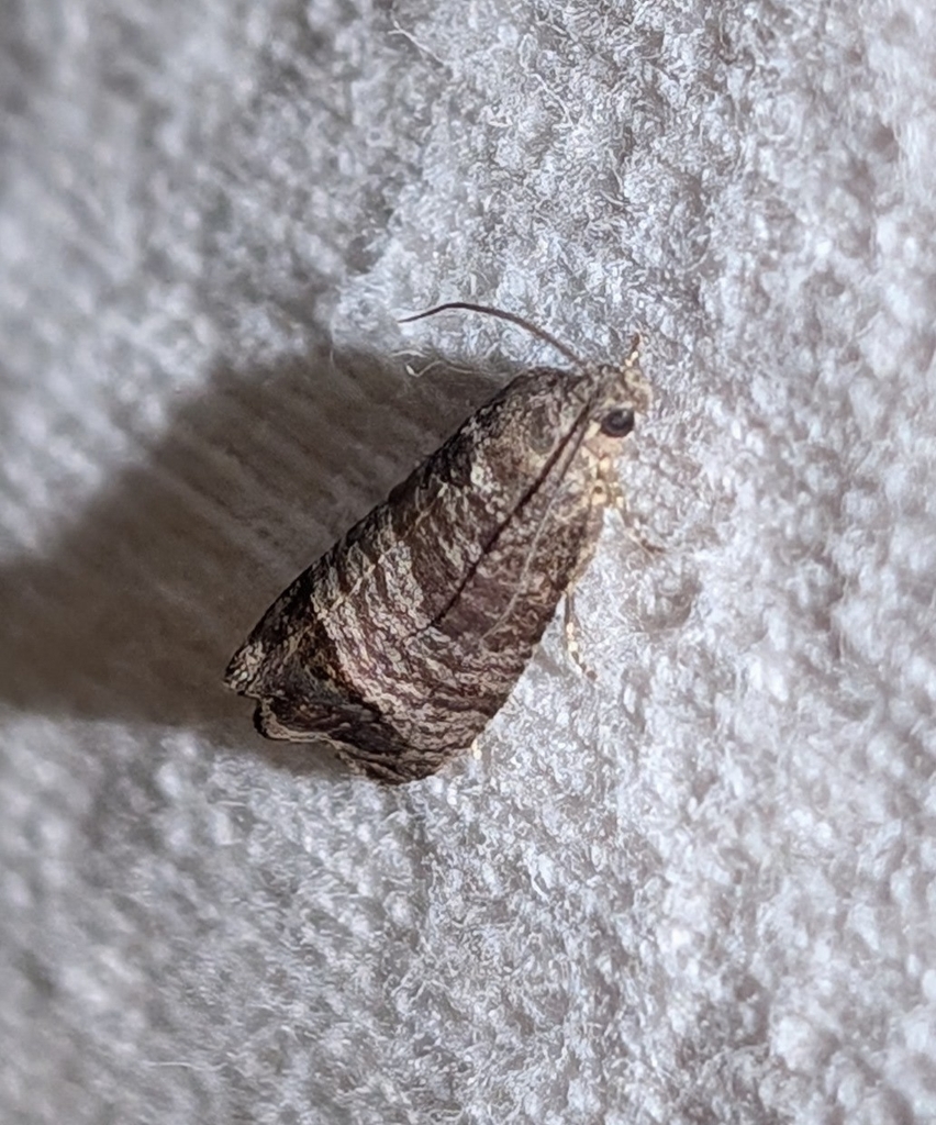 Codling Moth from Deer Isle, ME 04627, USA on June 28, 2024 at 10:24 PM ...