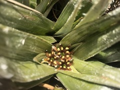 Astelia psychrocharis