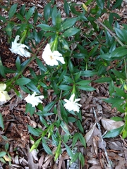 Gardenia jasminoides