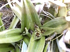 Astelia psychrocharis