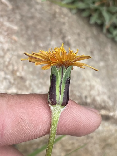 Agoseris aurantiaca var. purpurea