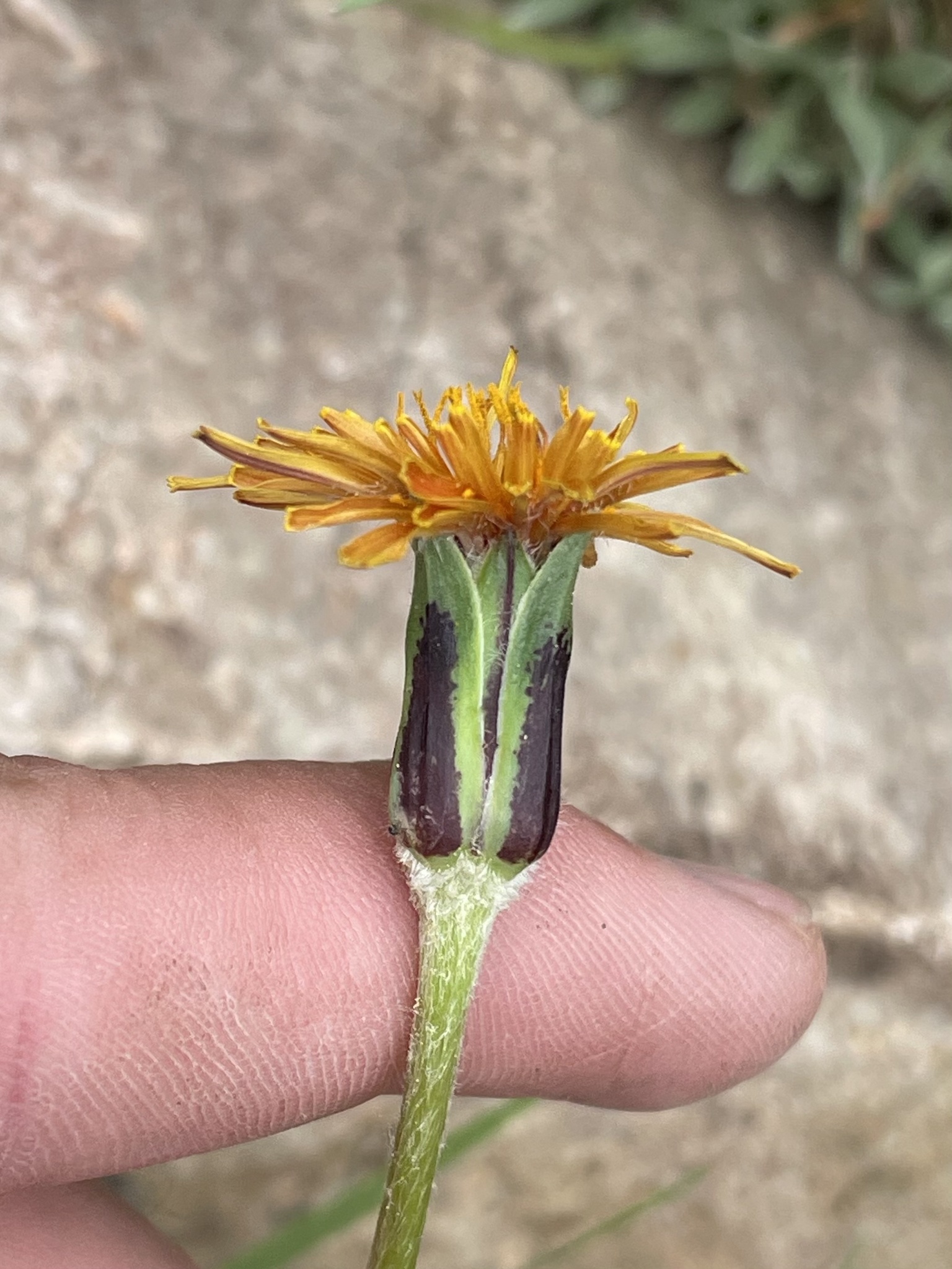 Agoseris aurantiaca var. purpurea