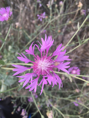 Centaurea diluta