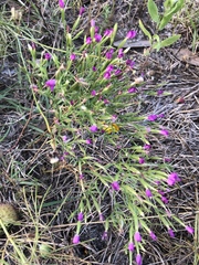 Centaurium pulchellum