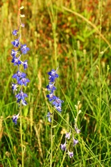 Delphinium carolinianum