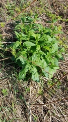 Scrophularia lanceolata