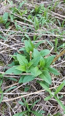 Scrophularia lanceolata