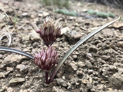 Allium burlewii