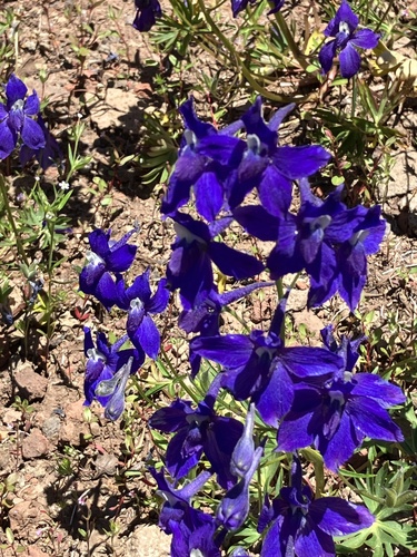 Image of Delphinium menziesii by (c) Aaron Liston, some rights reserved (CC BY)