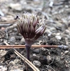 Allium burlewii