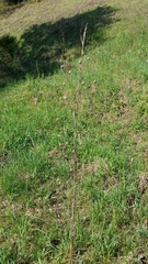 Scrophularia lanceolata