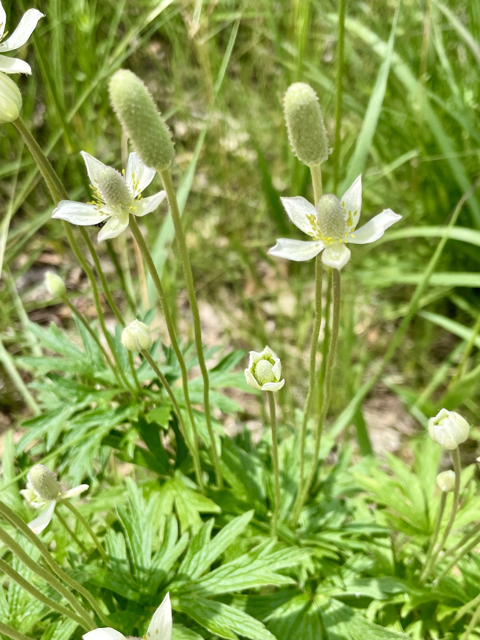 Anemone cylindrica