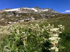 Aciphylla glacialis