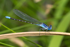 Argia alberta