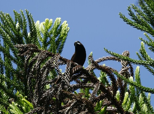 Dusky Munia (Lonchura fuscans), photo 9