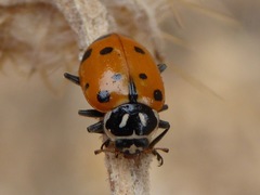 Hippodamia convergens