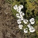Euphrasia collina glacialis - Photo (c) Casey, some rights reserved (CC BY-NC), uploaded by Casey