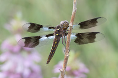 Plathemis subornata