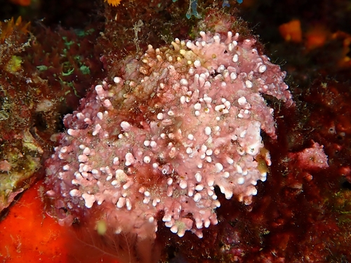Lithothamnion corallioides