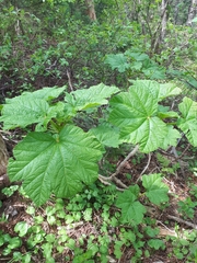 Oplopanax elatus