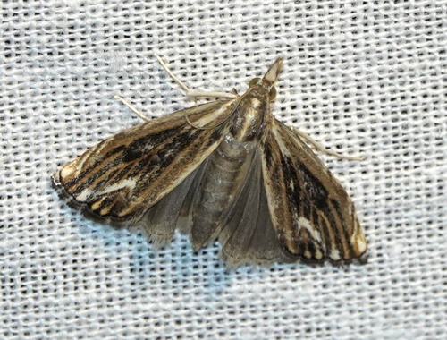 Marbled Grass-veneer, 5694 Breugel, Nederland, photo 8 of 10